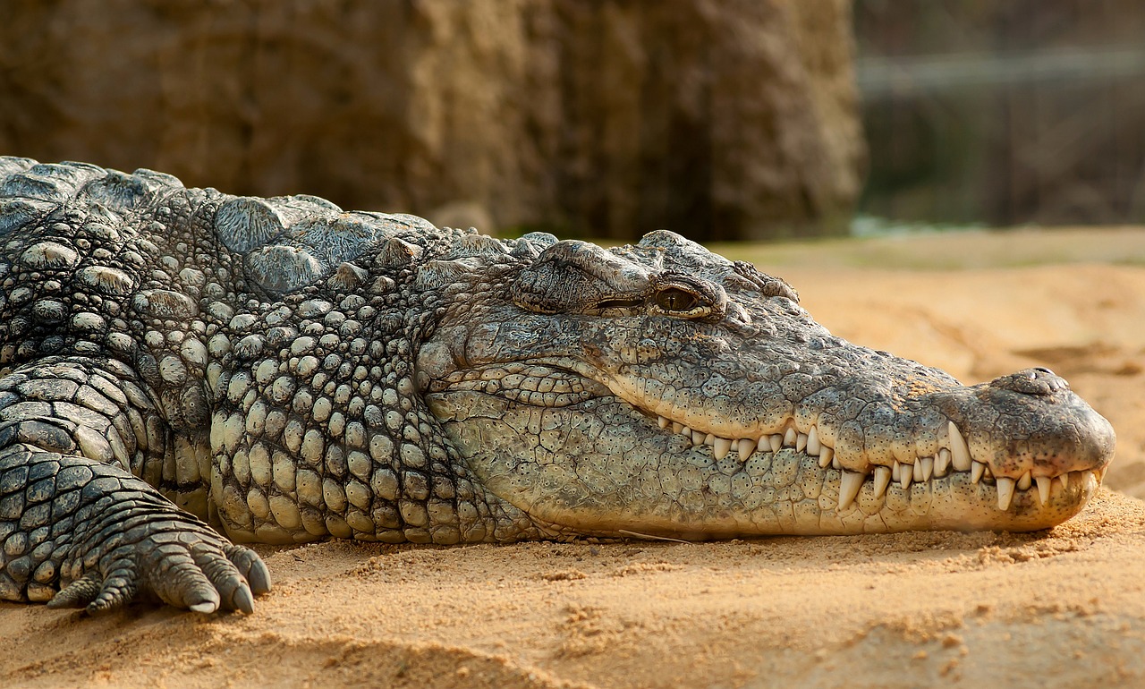 Tips for Photographing Wildlife in National Parks